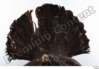 Western capercaillie tail 0003.jpg